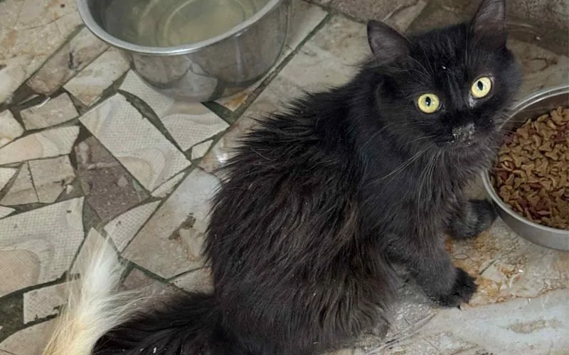 Blacky