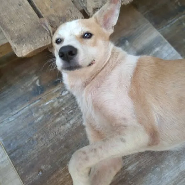 Boogy