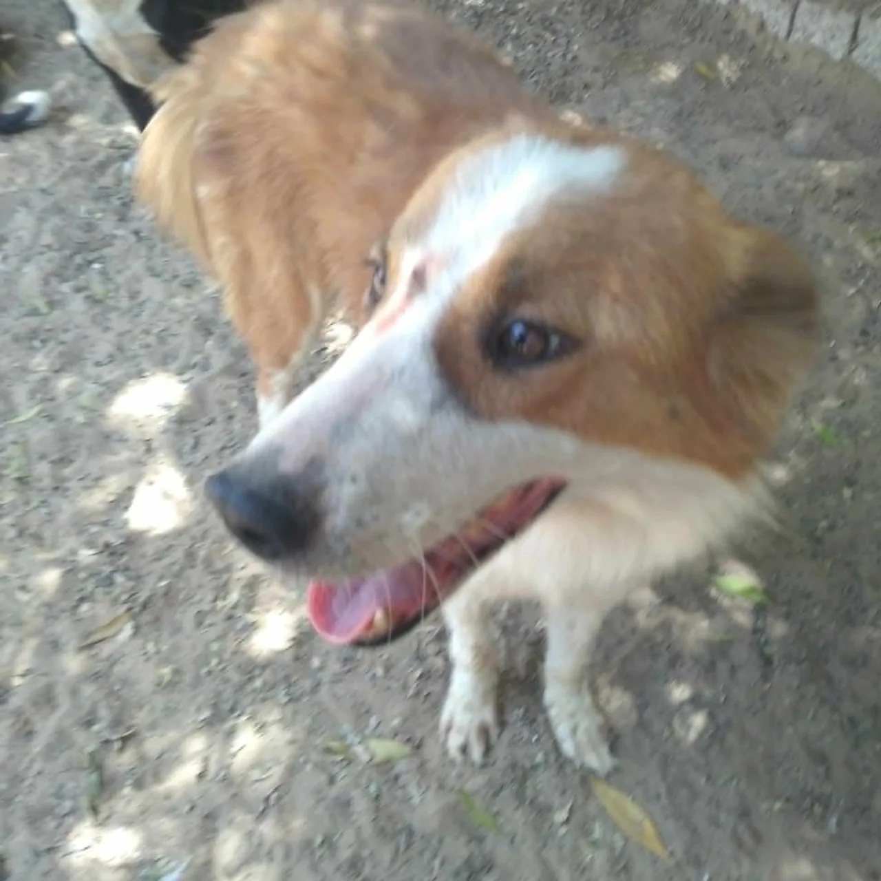 Annie