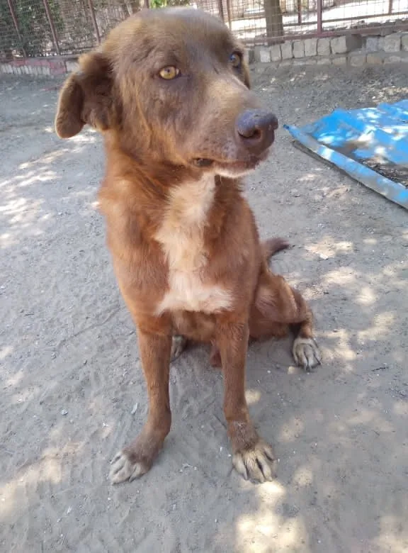 Bruno