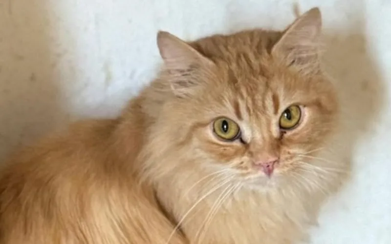 Tammi